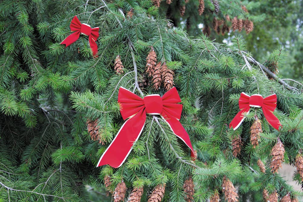 RED AND GOLD VELVET BOW SIZE S Tim&Puce Factory