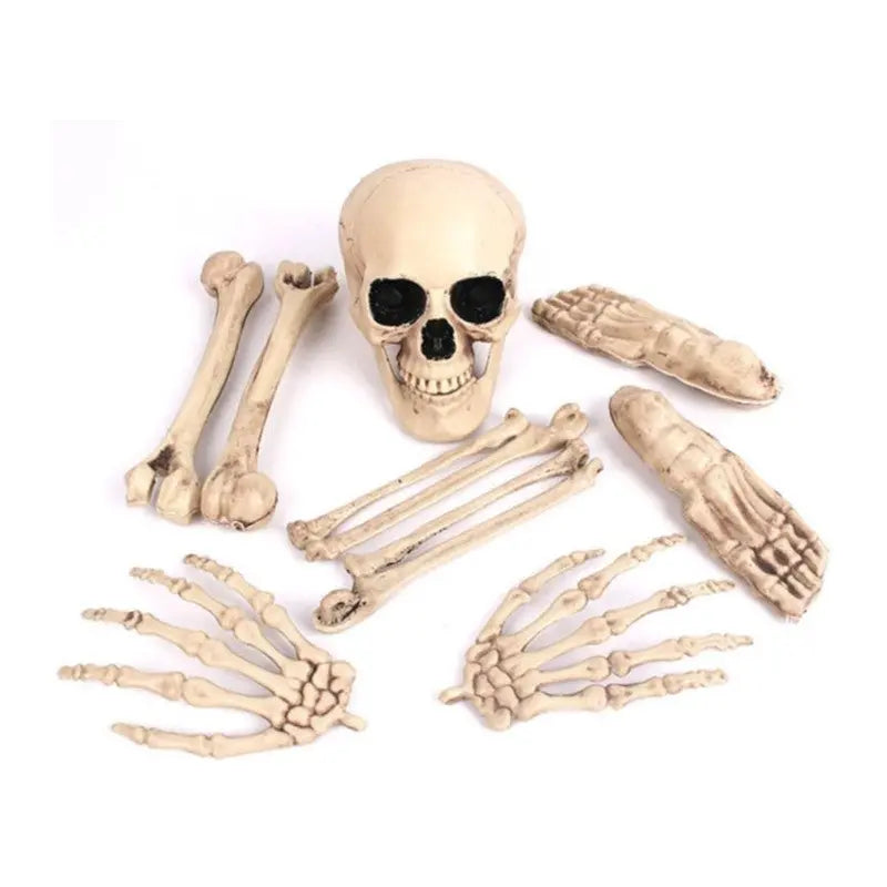 Bob 9 fake skeleton pieces Cotillons D Alsace