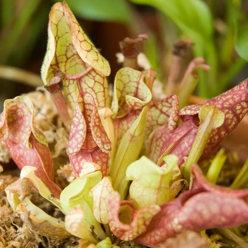 Extraordinary Plants - Carnivorous Plant Radis et Capucine