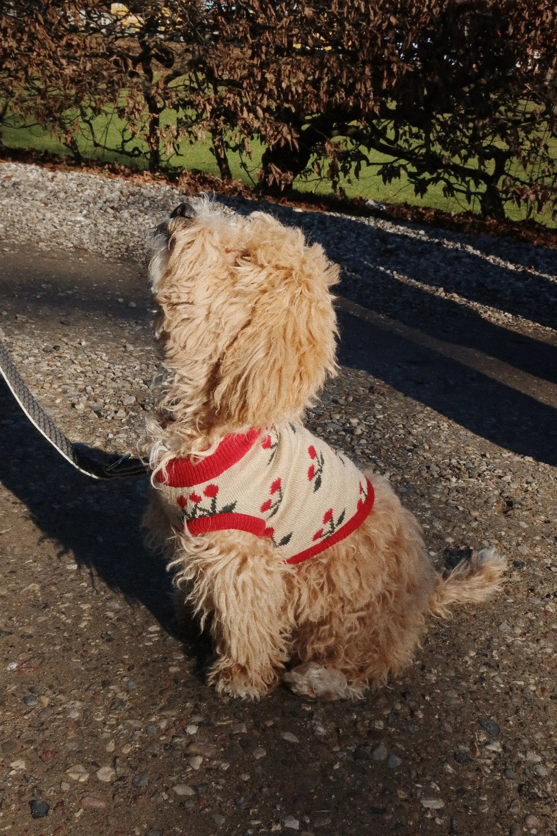 cherry knit dog vest - cherry Konges Slojd
