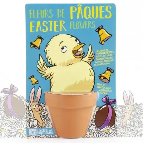 Easter chick and her daisies to sow Radis et Capucine