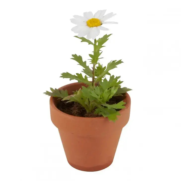 Easter chick and her daisies to sow Radis et Capucine